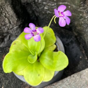 Pinguicula Weser 'Tina', blommor