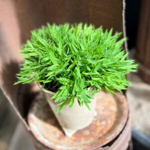 Pogonatherum paniceum, blad