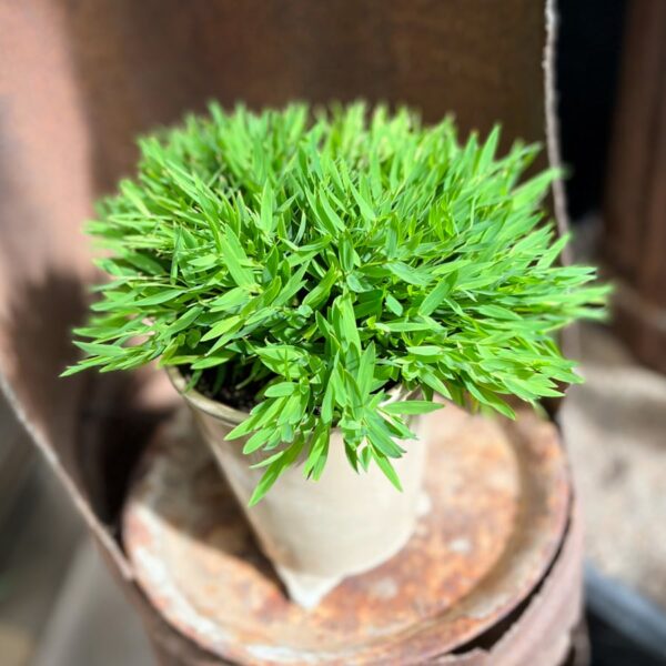 Pogonatherum paniceum, blad
