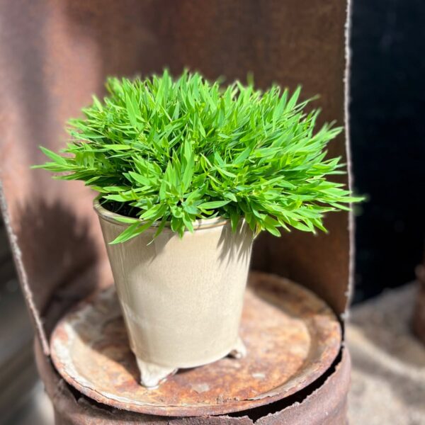 Pogonatherum paniceum, ung planta