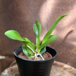 Rhyncholaeliocattleya Chia Lin 'New City' × Taiwan Chief Wine 'Van Gogh', ung planta