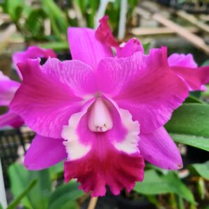Rhyncholaeliocattleya Hsinying Mini Dancer, blomma