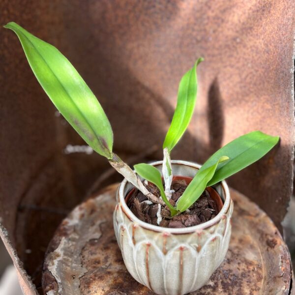 Rhyncholaeliocattleya Hsinying Mini Dancer, ung planta
