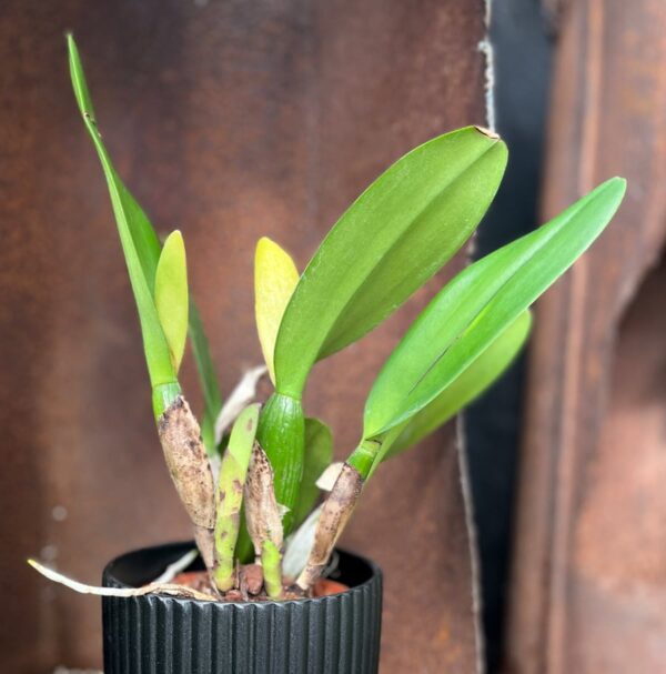 Rhyncholaeliocattleya Turandot 'Guaxupe', stor nog att blomma