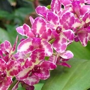 Rhynchonopsis Dragon Charmy, blomma, Lucke