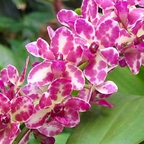 Rhynchonopsis Dragon Charmy, blomma, Lucke