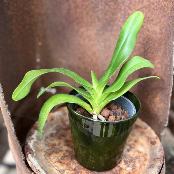 Rhynchonopsis Dragon Charmy, stor nog att blomma