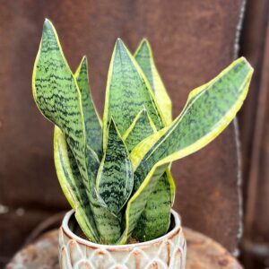 Sansevieria trifasciata 'Futura Super', blad