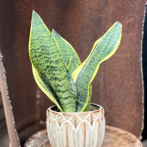 Sansevieria trifasciata 'Futura Super', större ung planta