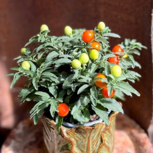 Solanum pseudocapsicum, bär