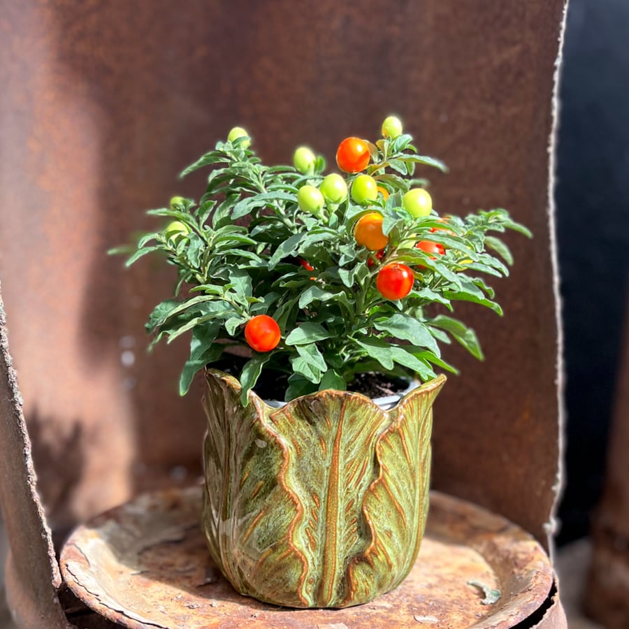 Solanum pseudocapsicum, i blom