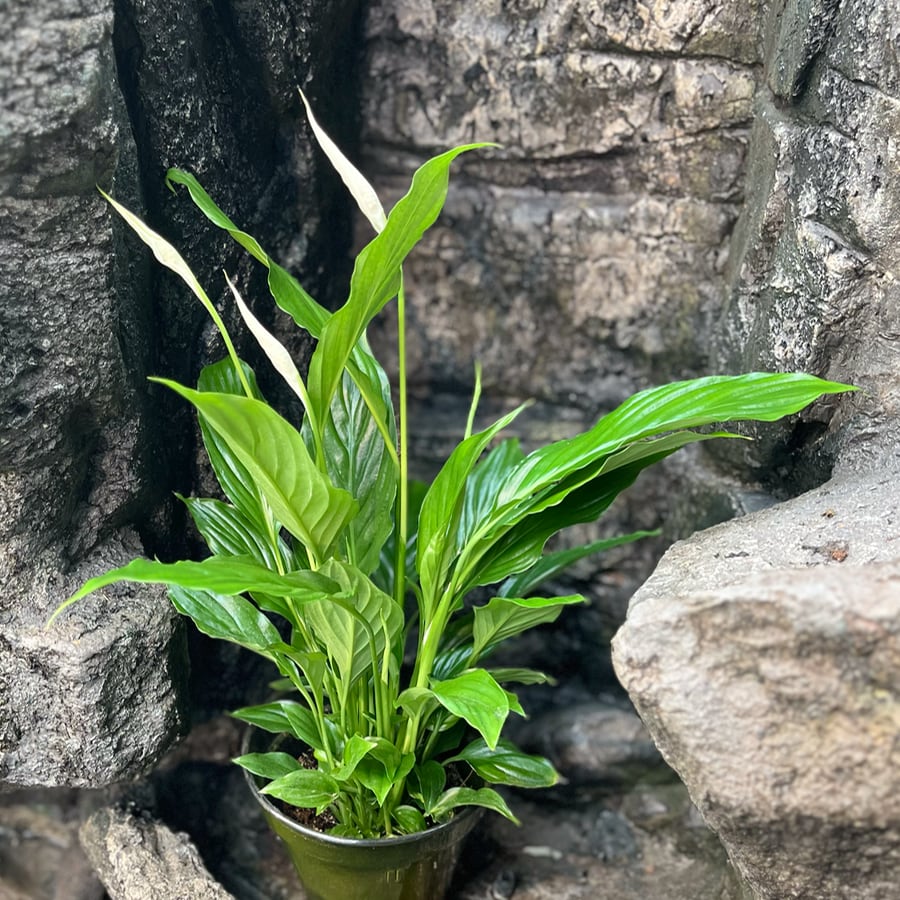 Spathiphyllum wallisii 'Strauss', blad