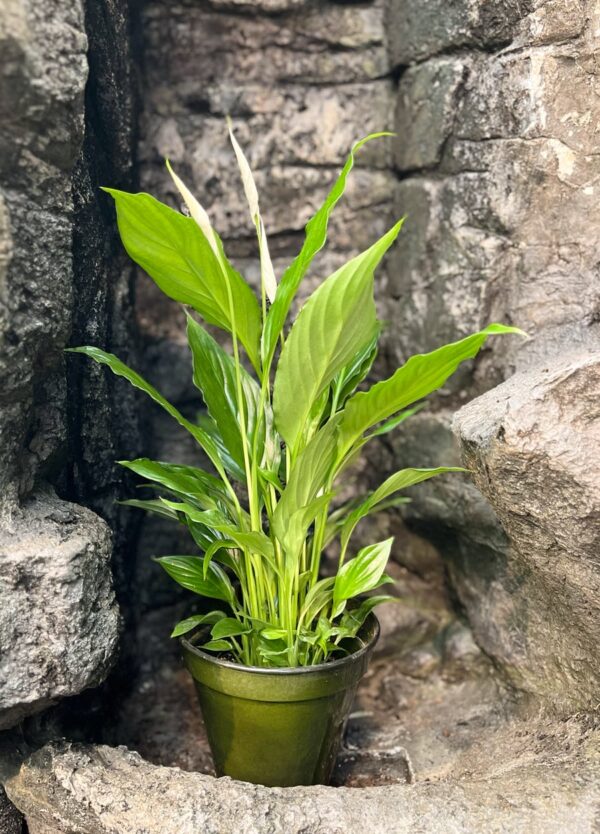 Spathiphyllum wallisii 'Strauss', i blom