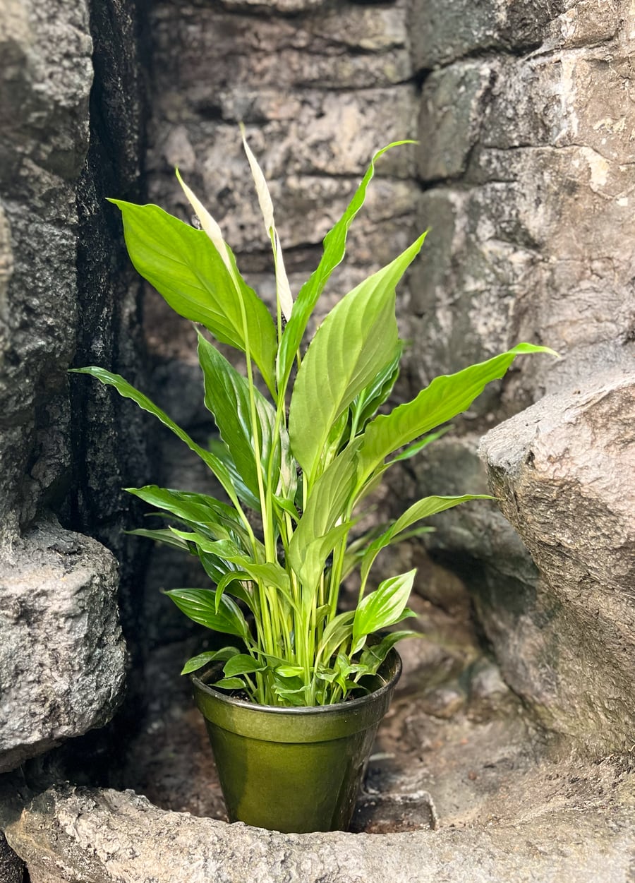 Spathiphyllum wallisii 'Strauss', i blom