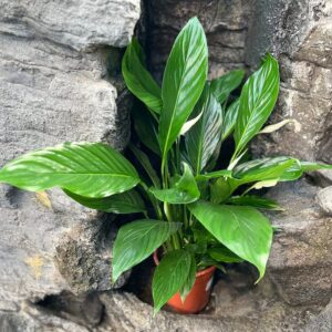 Spathiphyllum wallisii 'Sweet Lauretta', i blom