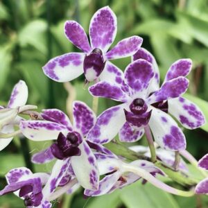 Vandachostylis Pinky 'Violet Queen', blommor
