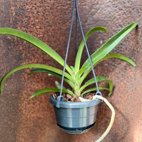 Vandachostylis Pinky 'Violet Queen', stor nog att blomma
