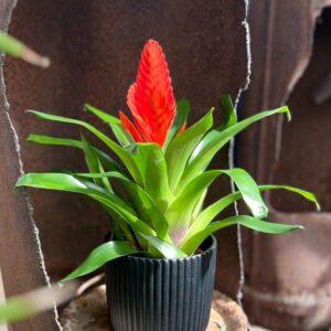 Vriesea Intenso Orange, i blom