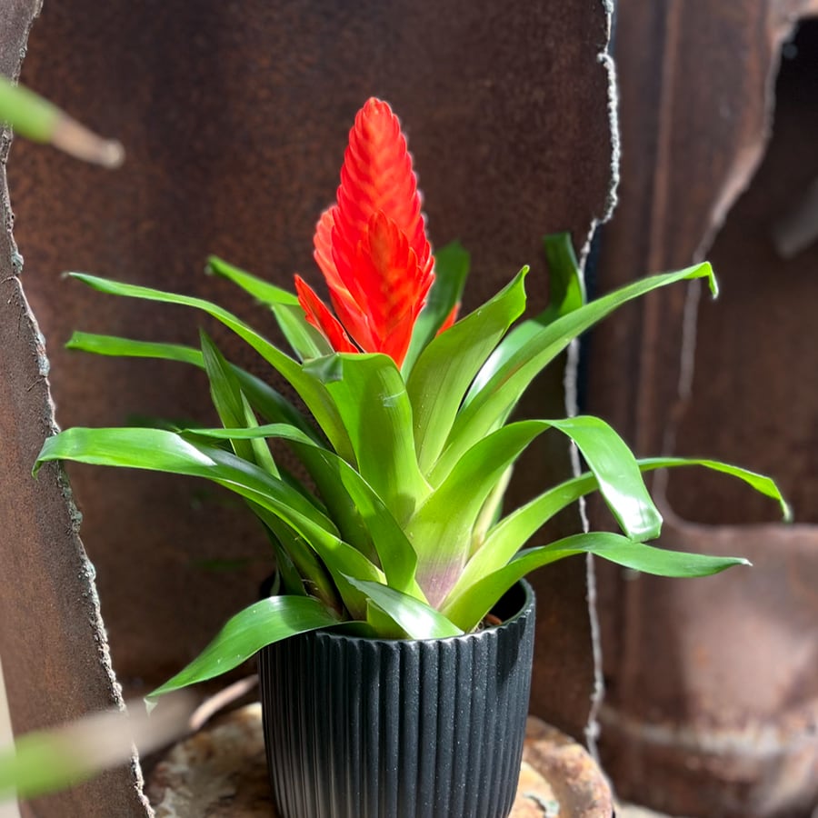 Vriesea Intenso Orange, i blom