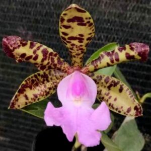 Cattleya aclandiae 'King Arthur', blomma