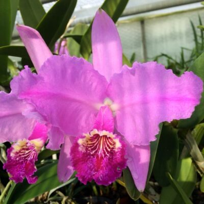 Cattleya lueddemanniana 'Rubra' × 'Rubra', blommor