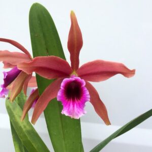 Cattleya tenebrosa var. rubra, blomma