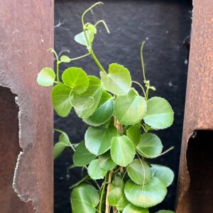 Cissus rotundifolia, blad