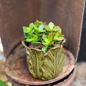 Crassula ovata 'Minor', vuxen planta