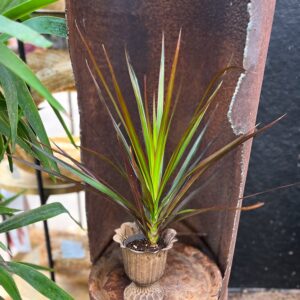 Dracaena reflexa var. angustifolia 'Magenta', ung planta