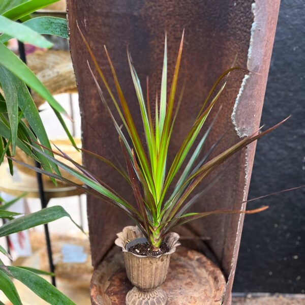 Dracaena reflexa var. angustifolia 'Magenta', ung planta