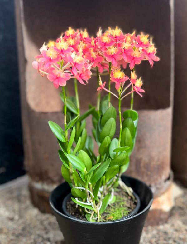 Epidendrum Ballerina, gammelrosa med gult, blommande planta