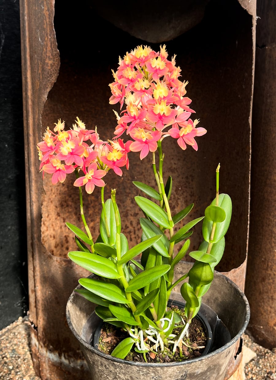 Epidendrum Ballerina, gammelrosa med gult, blommande plantor