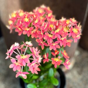 Epidendrum Ballerina, gammelrosa med gult, blommor