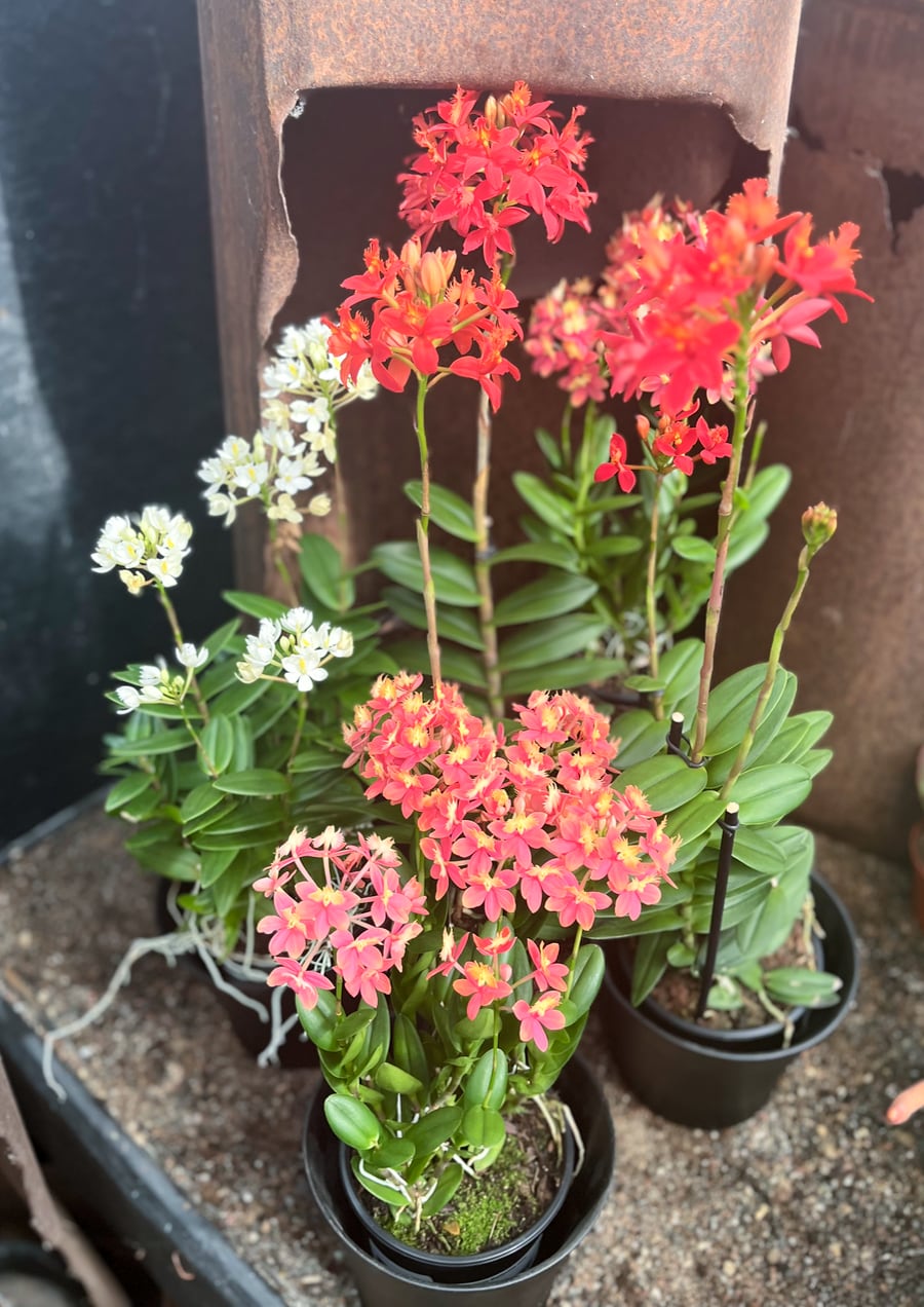 Epidendrum Ballerina, olika farger