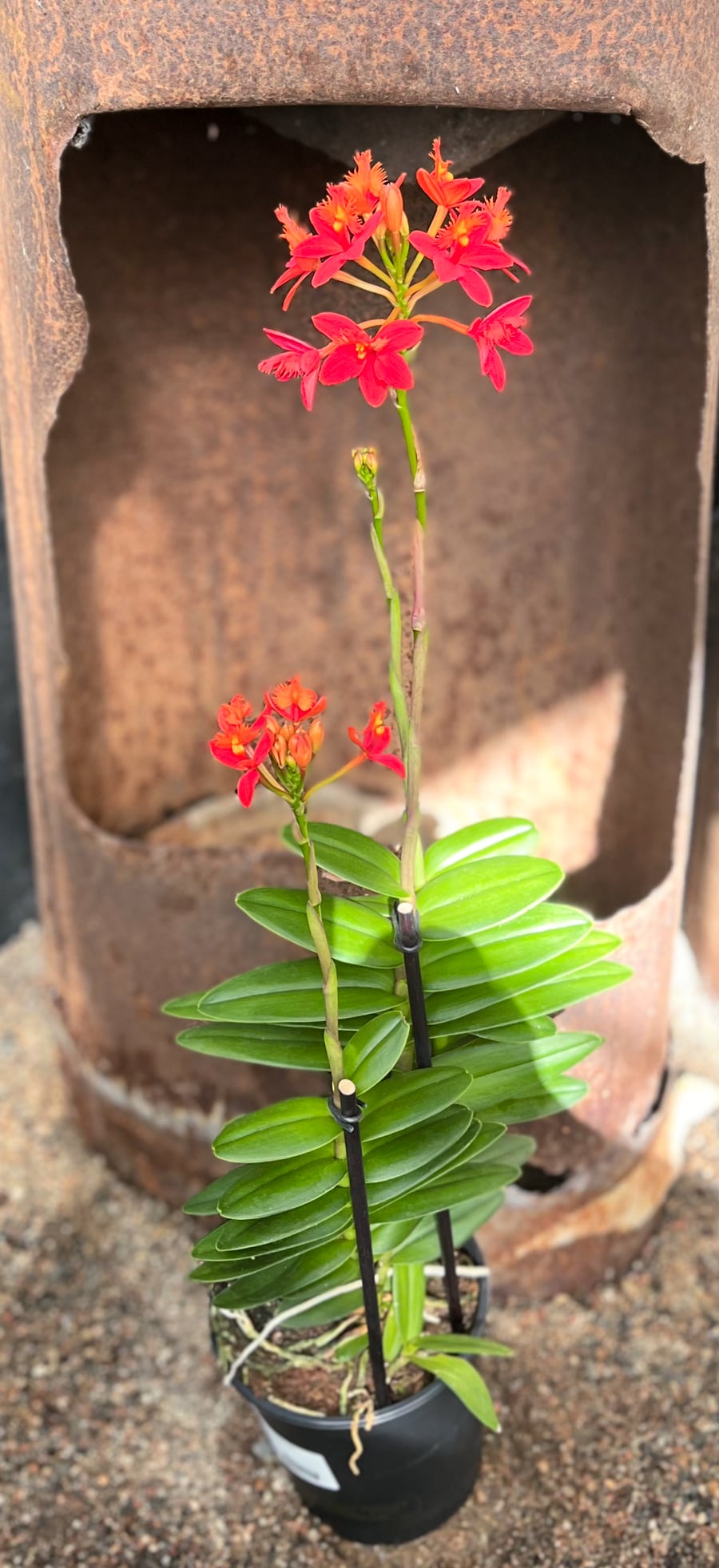 Epidendrum Ballerina, rödorange, blommande planta