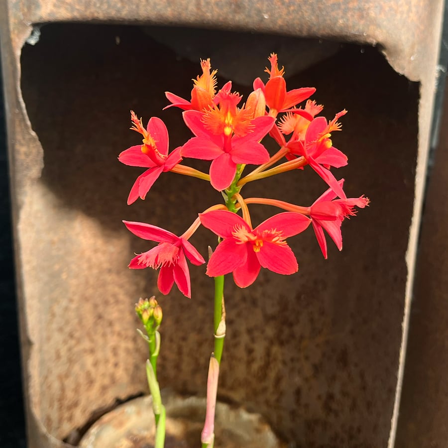 Epidendrum Ballerina, rödorange, blommor