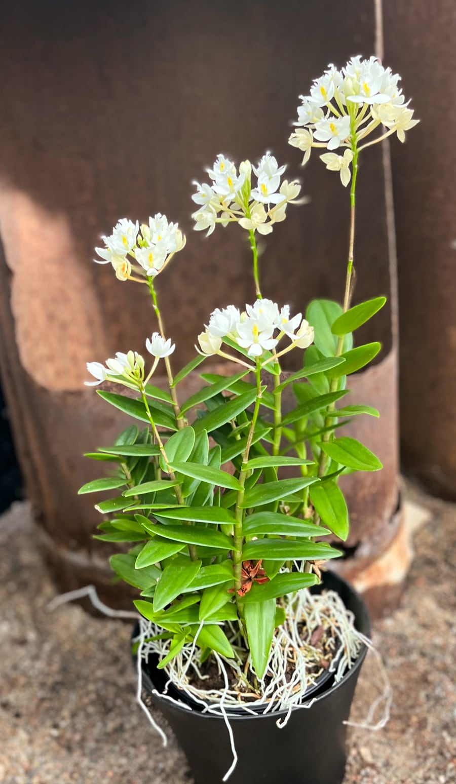 Epidendrum Ballerina, vit, blommande planta