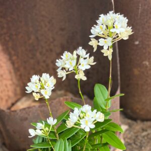 Epidendrum Ballerina, vit, blommor