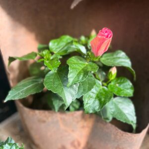 Hibiscus rosa-sinensis 'Adonicus Pink', knopp