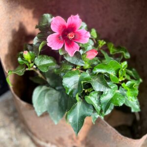 Hibiscus rosa-sinensis 'Petit Lila', blomma
