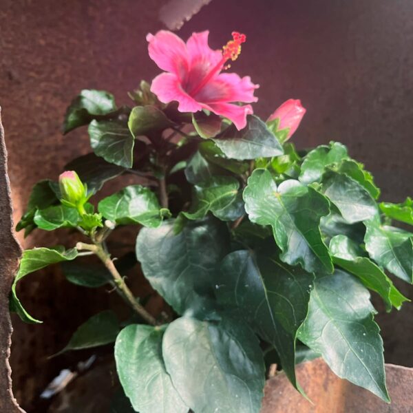 Hibiscus rosa-sinensis 'Petit Lila', blommande planta