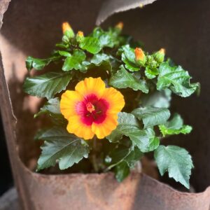Hibiscus rosa-sinensis 'Petit Sunrise', blomma