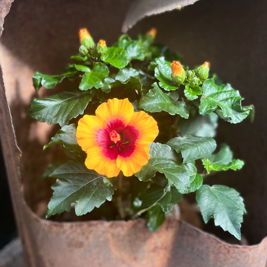 Hibiscus rosa-sinensis 'Petit Sunrise', blomma