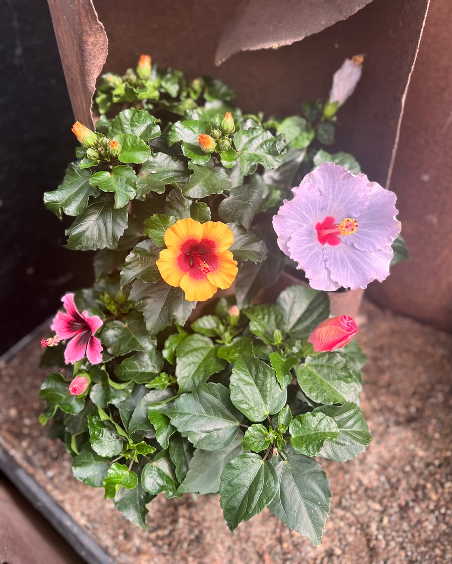 Hibiscus rosa sinensis, olika varianter