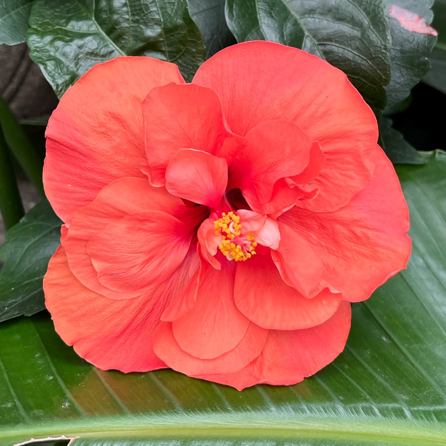 Hibiscus rosa-sinensis, orange halvdubbel, blomma
