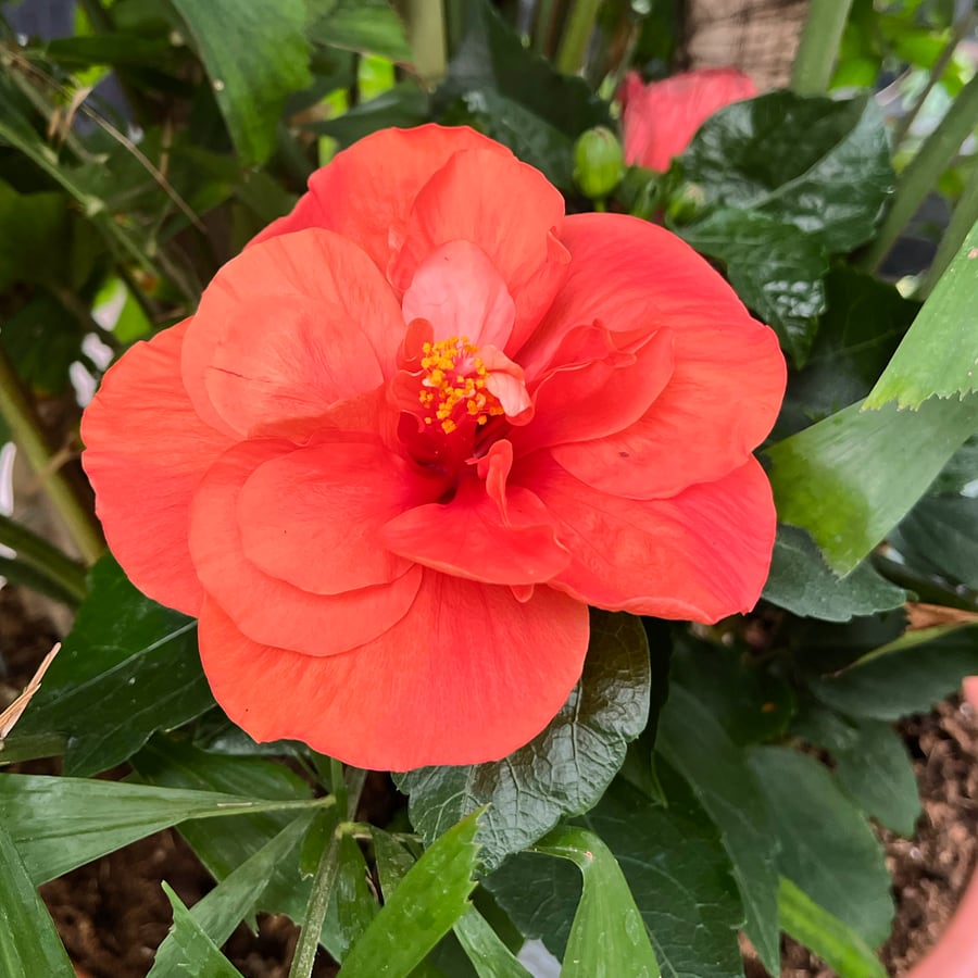 Hibiscus rosa-sinensis, orange halvdubbel, uppifrån
