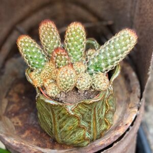 Mammillaria elongata, stammar