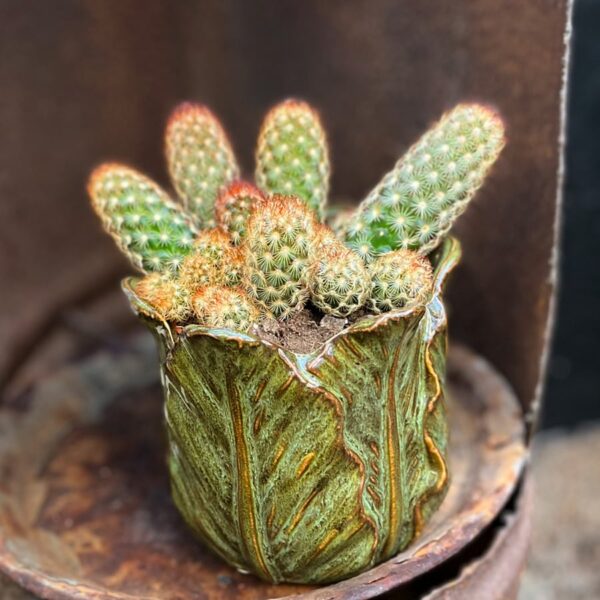 Mammillaria elongata, vuxen planta