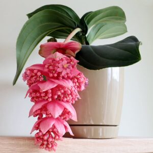 Medinilla magnifica, blomning