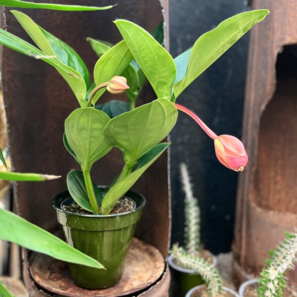 Medinilla magnifica, i blom